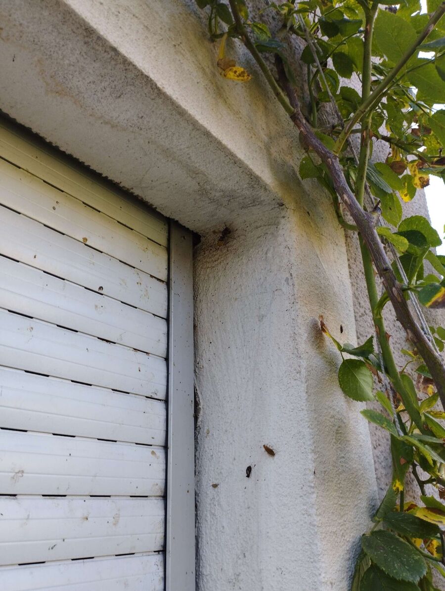 wespennest_entfernen