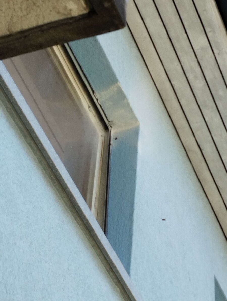 wespennest_entfernen