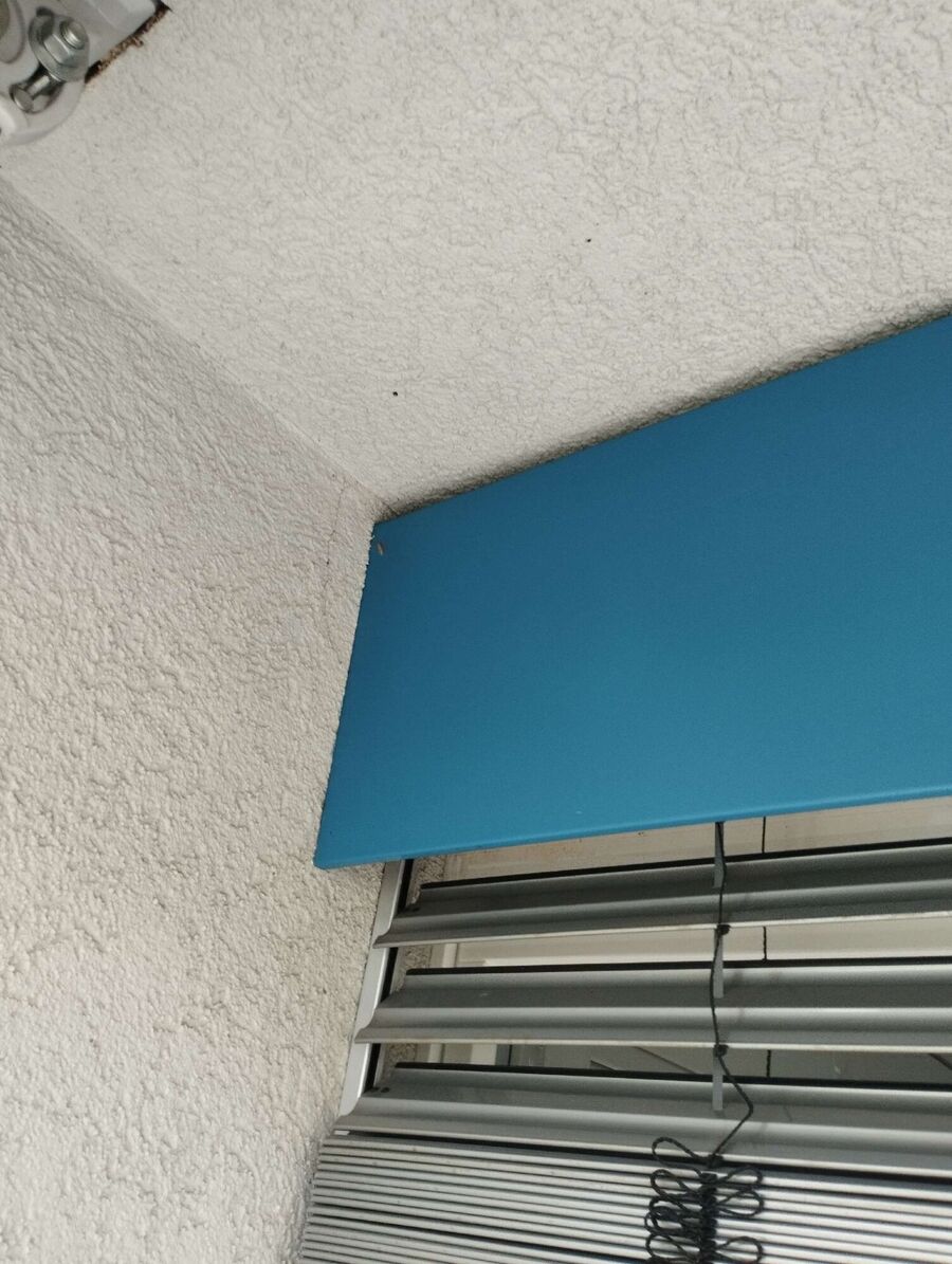 wespennest_entfernen