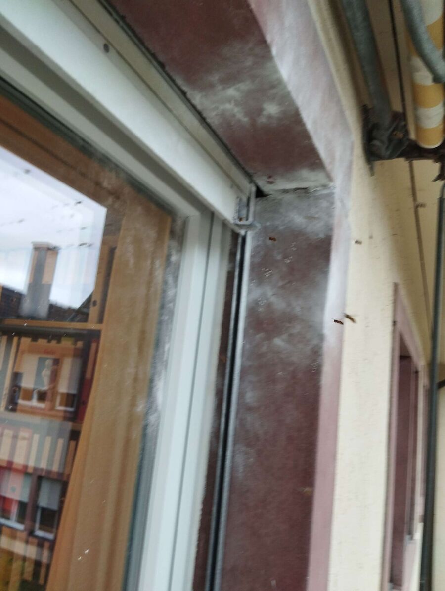 wespennest_entfernen