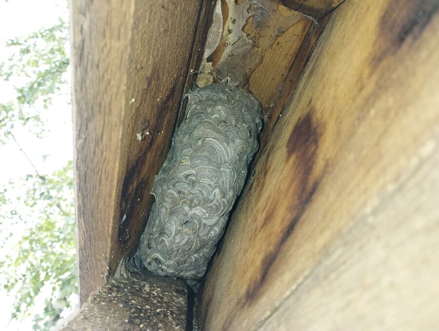 wespennest_entfernen