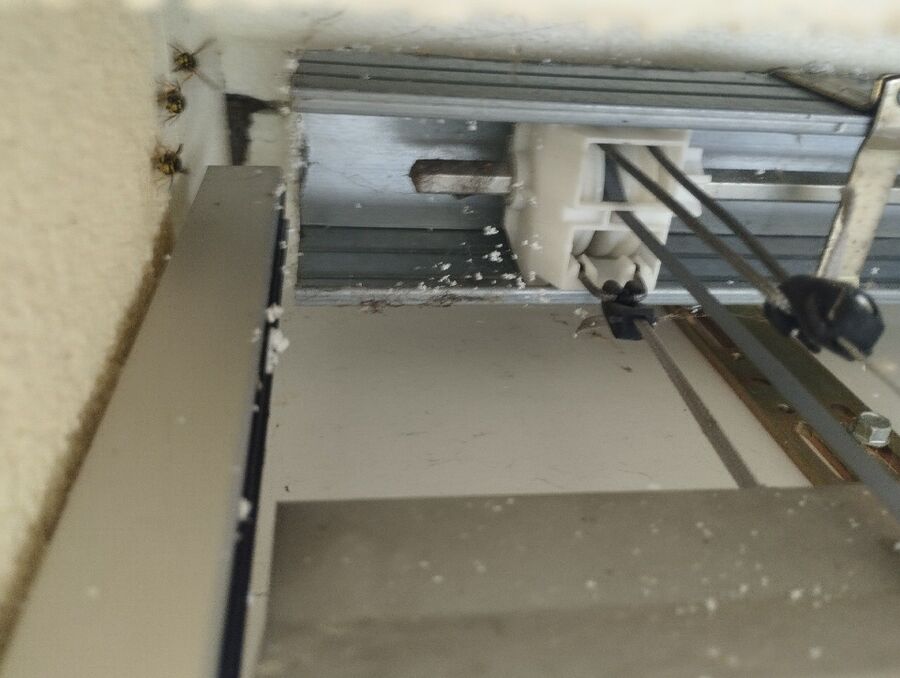 wespennest_entfernen