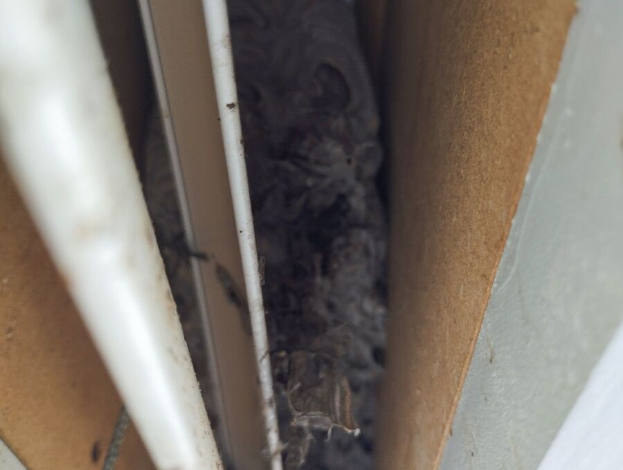 wespennest_entfernen