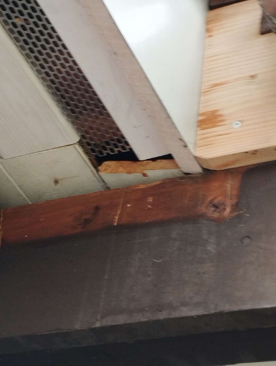 wespennest_entfernen