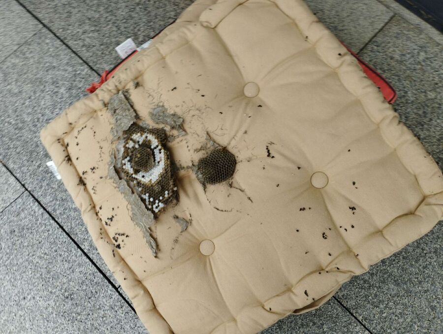 wespennest_entfernen