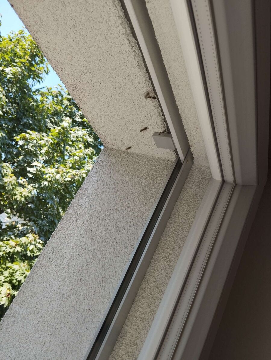 wespennest_entfernen