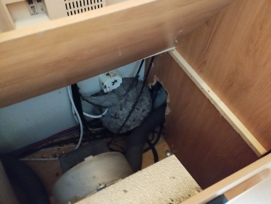 wespennest_entfernen