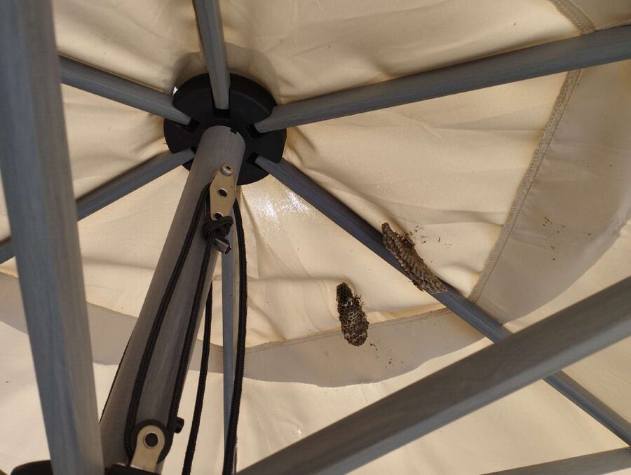 wespennest_entfernen