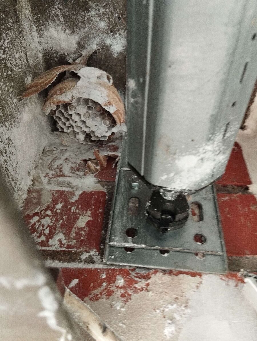 wespennest_entfernen