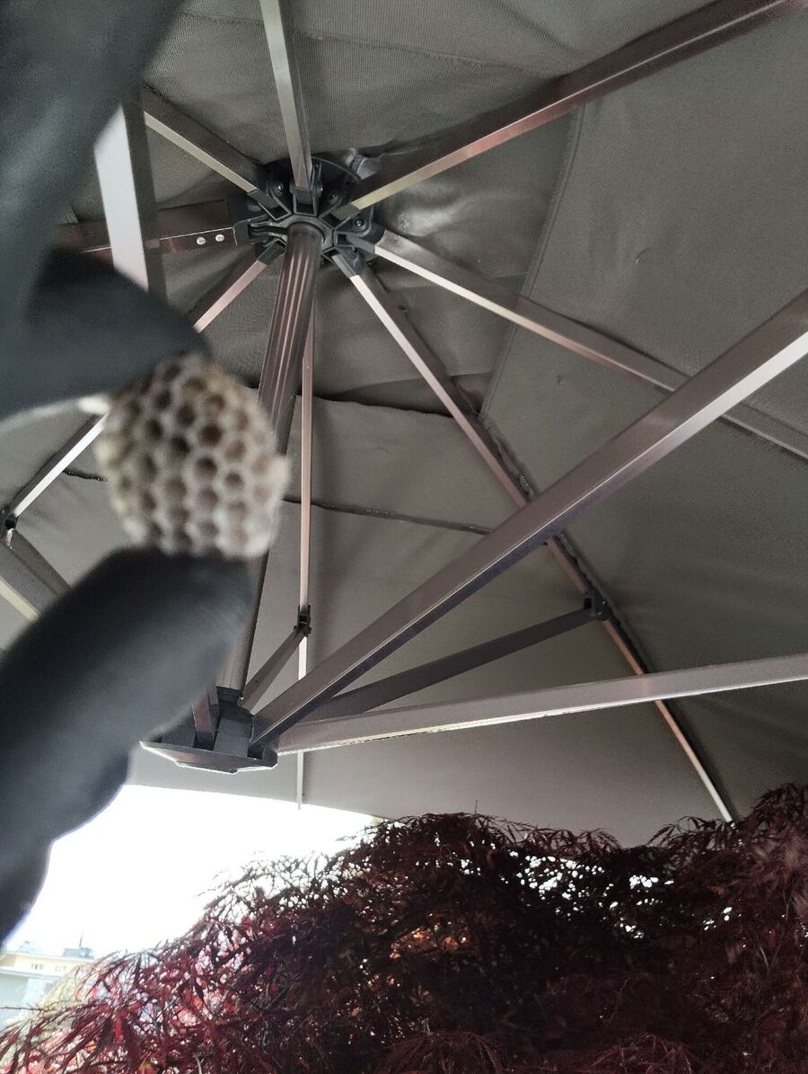 wespennest_entfernen