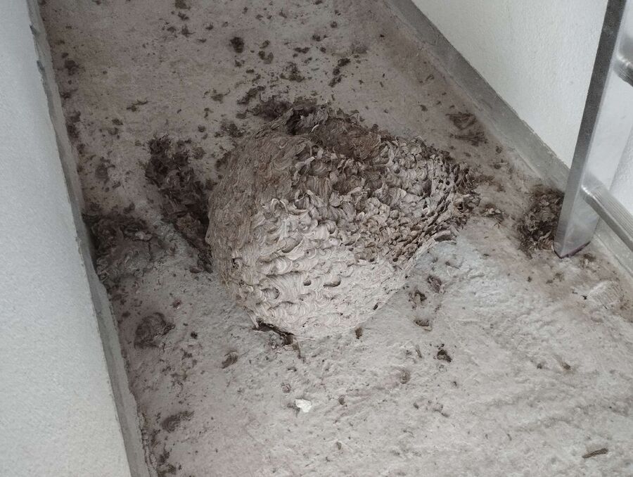 wespennest_entfernen