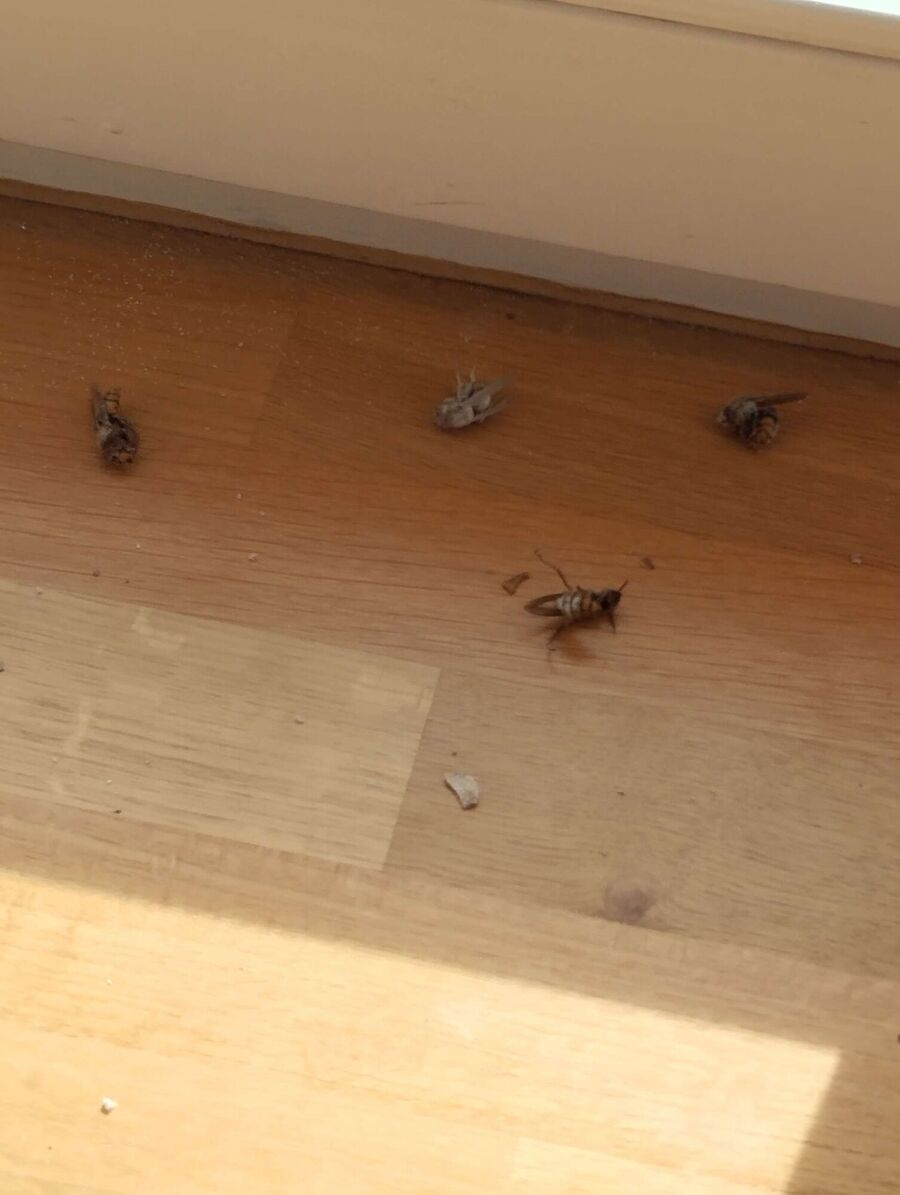 wespennest_entfernen