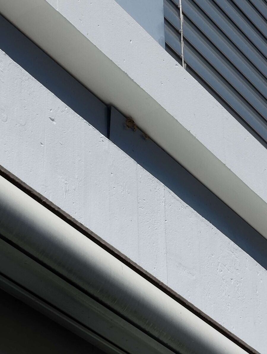 wespennest_entfernen