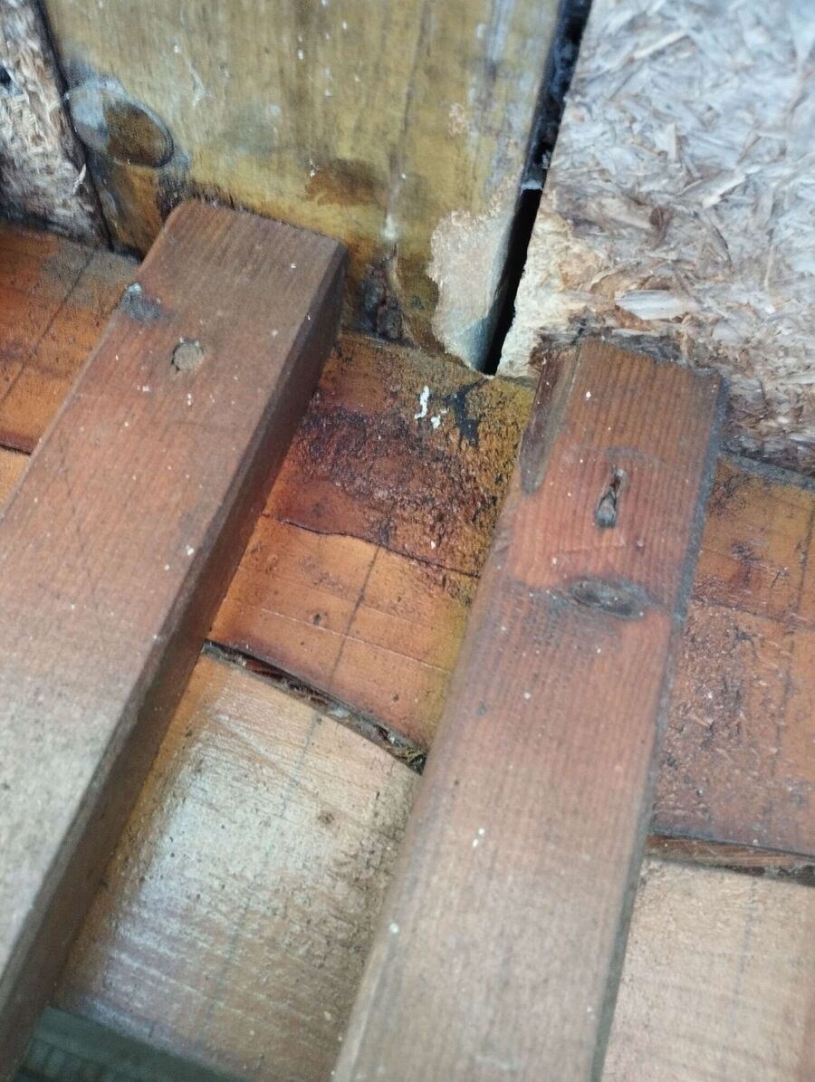 wespennest_entfernen