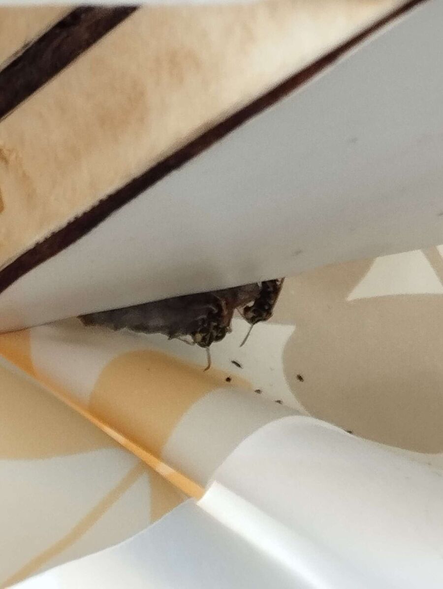 wespennest_entfernen