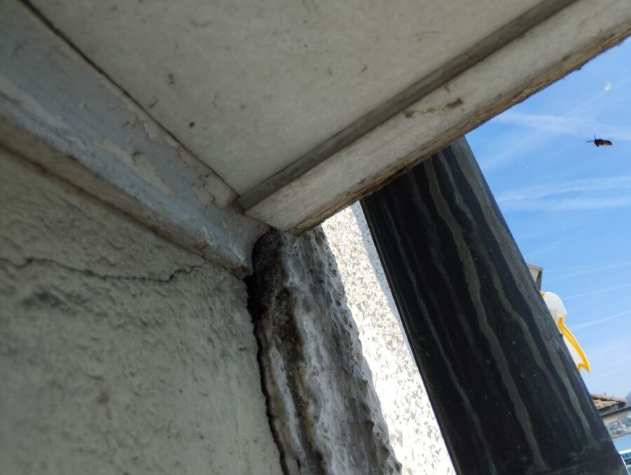 wespennest_entfernen