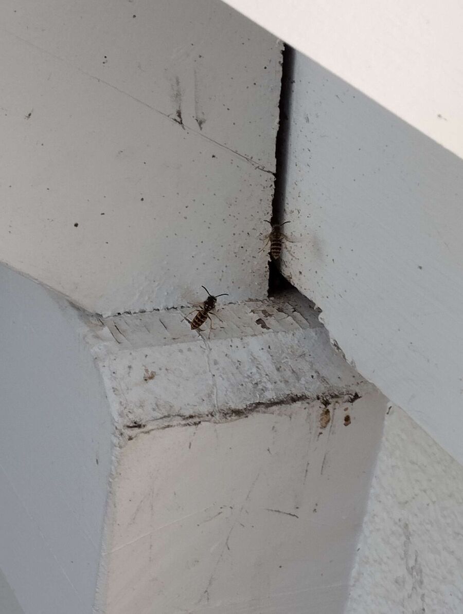 wespennest_entfernen