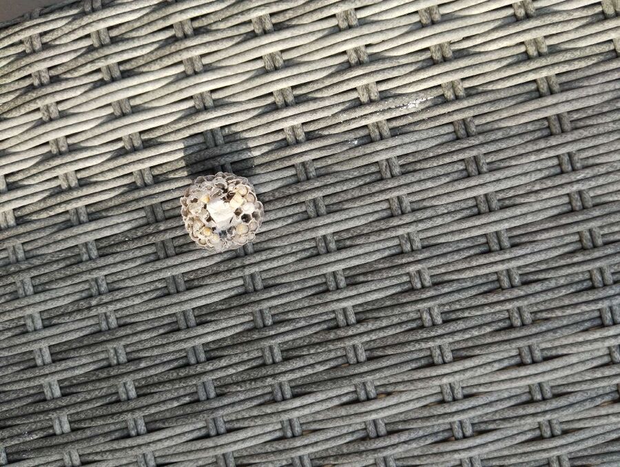 wespennest_entfernen