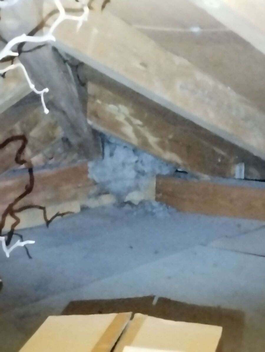 wespennest_entfernen