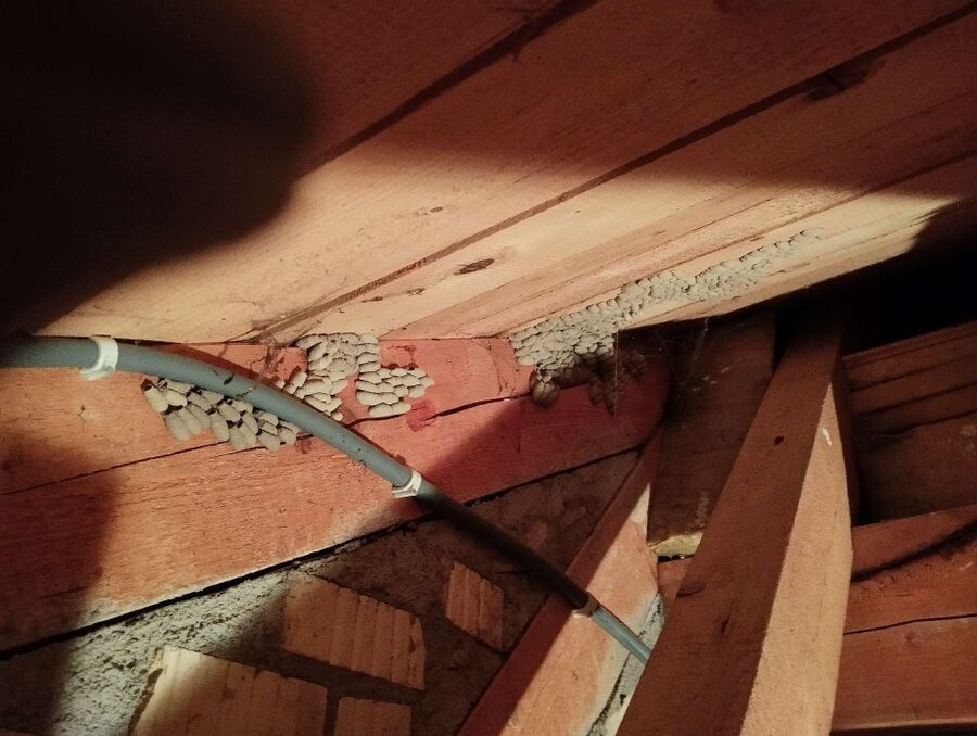 wespennest_entfernen