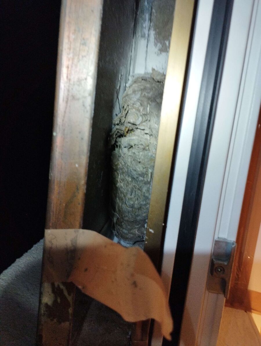 wespennest_entfernen