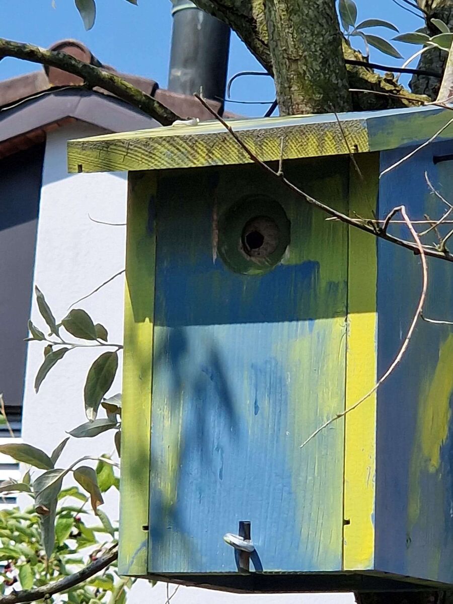 wespennest_entfernen