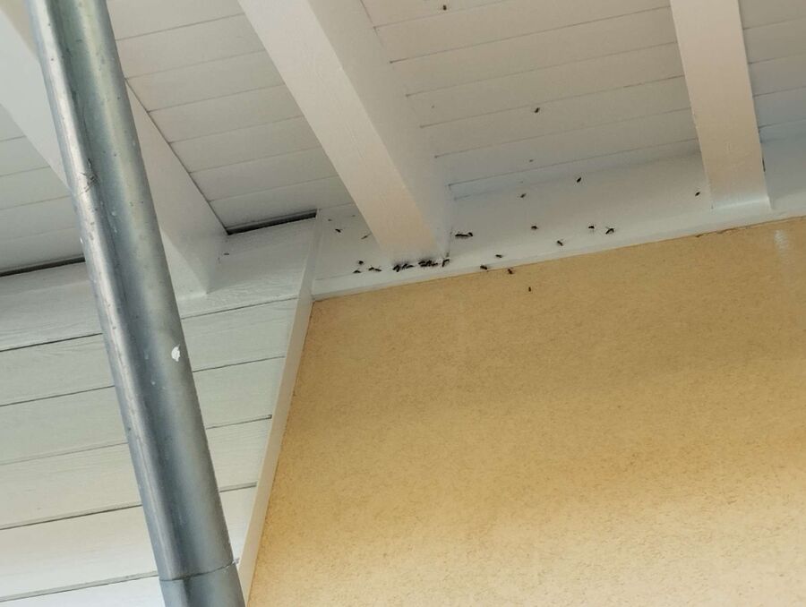 wespennest_entfernen