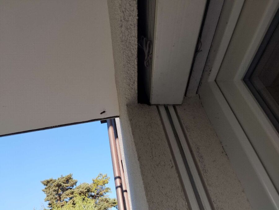 wespennest_entfernen