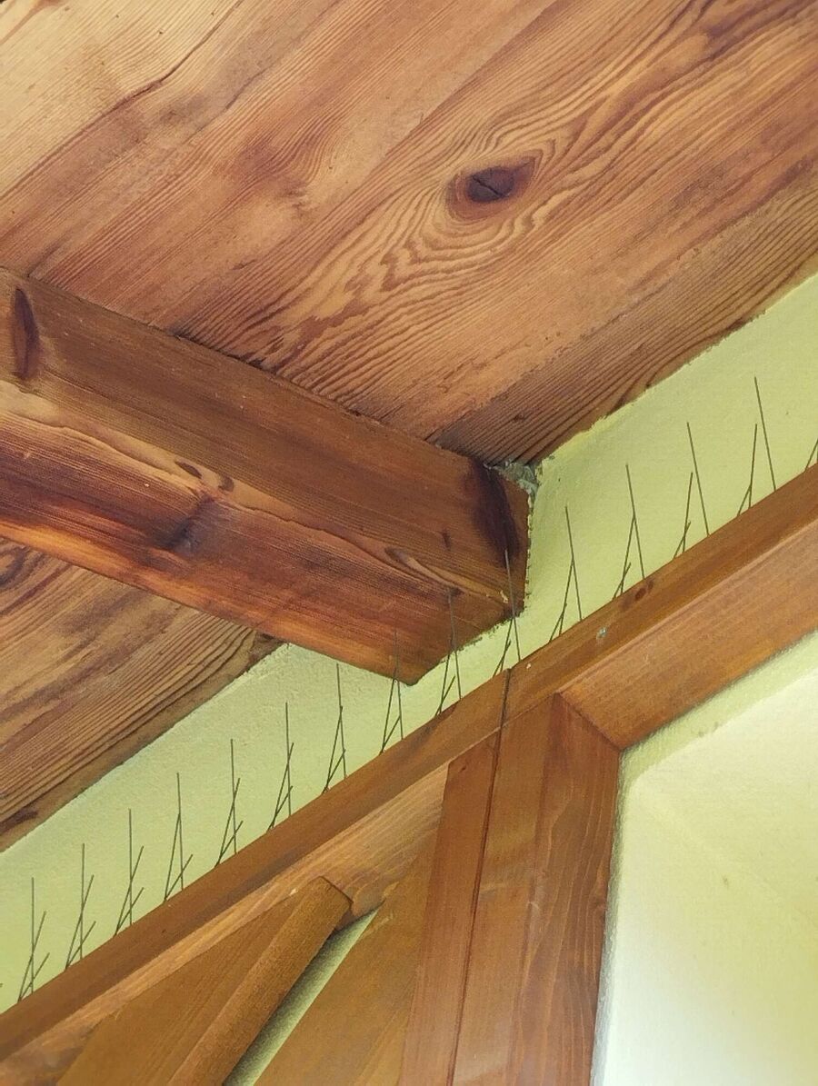 wespennest_entfernen