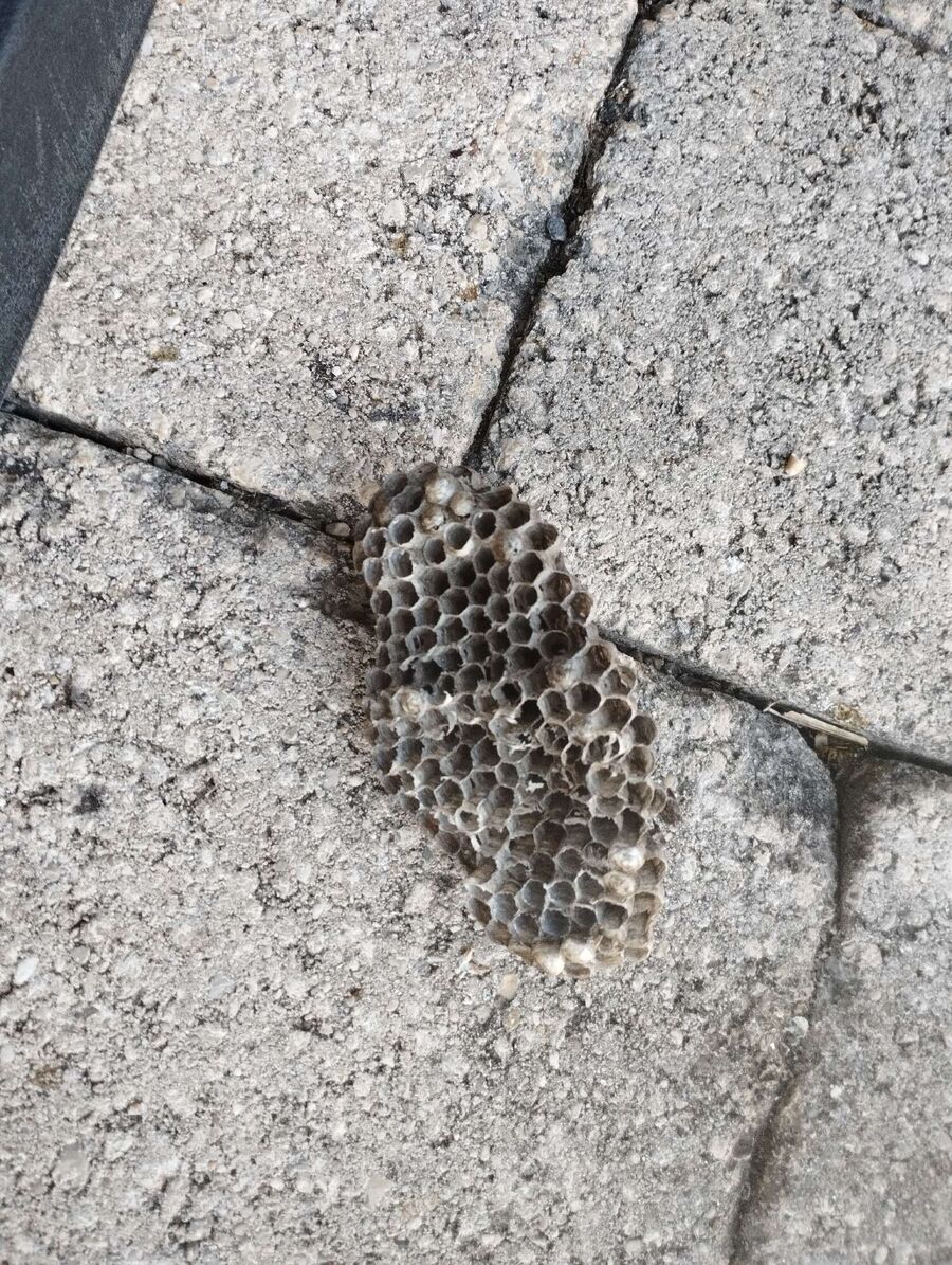 wespennest_entfernen