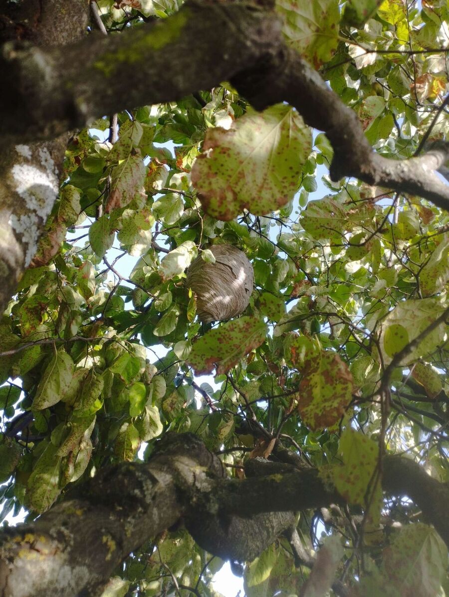 wespennest_entfernen