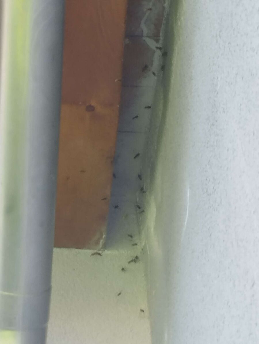 wespennest_entfernen