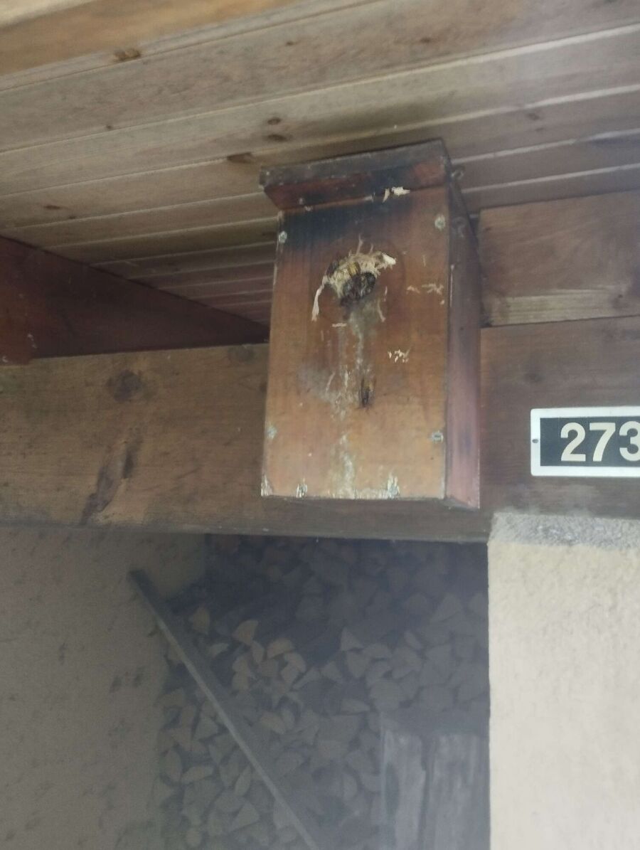 wespennest_entfernen