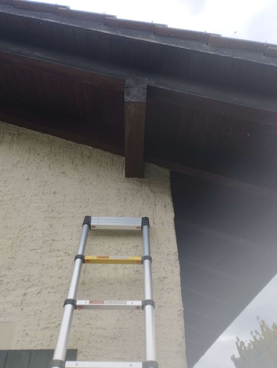 wespennest_entfernen