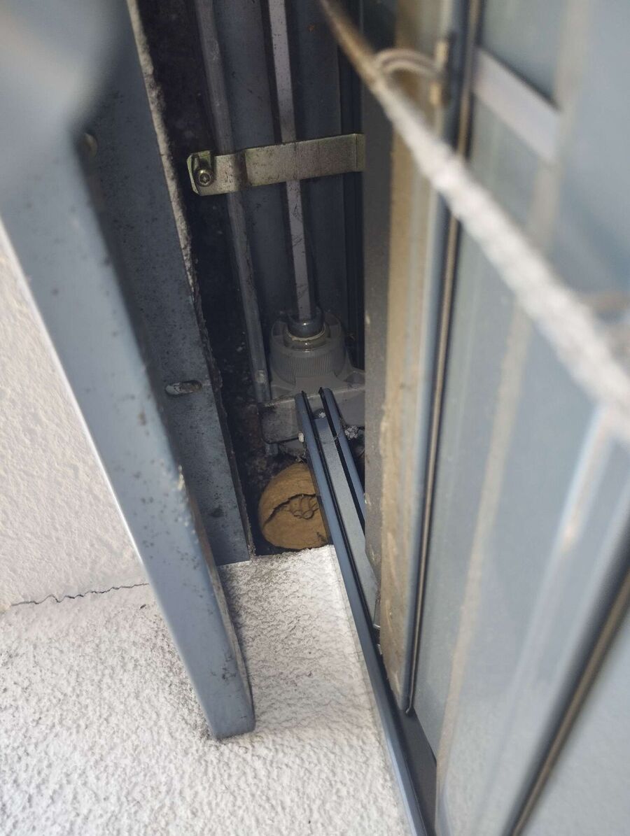 wespennest_entfernen