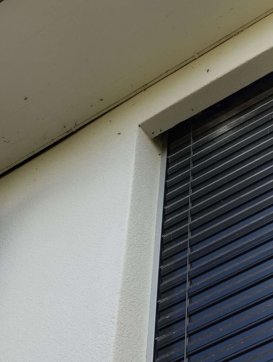 wespennest_entfernen