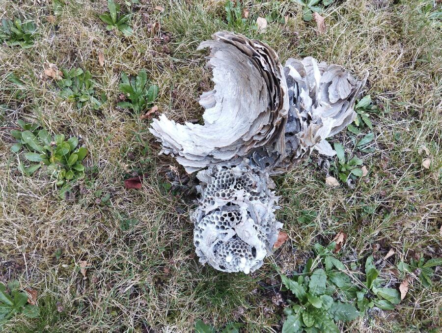 wespennest_entfernen