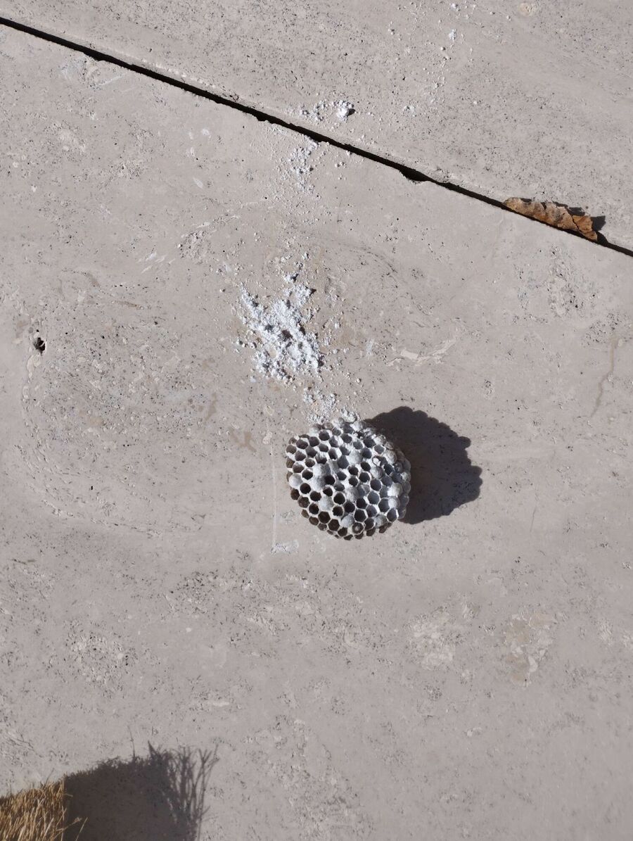 wespennest_entfernen