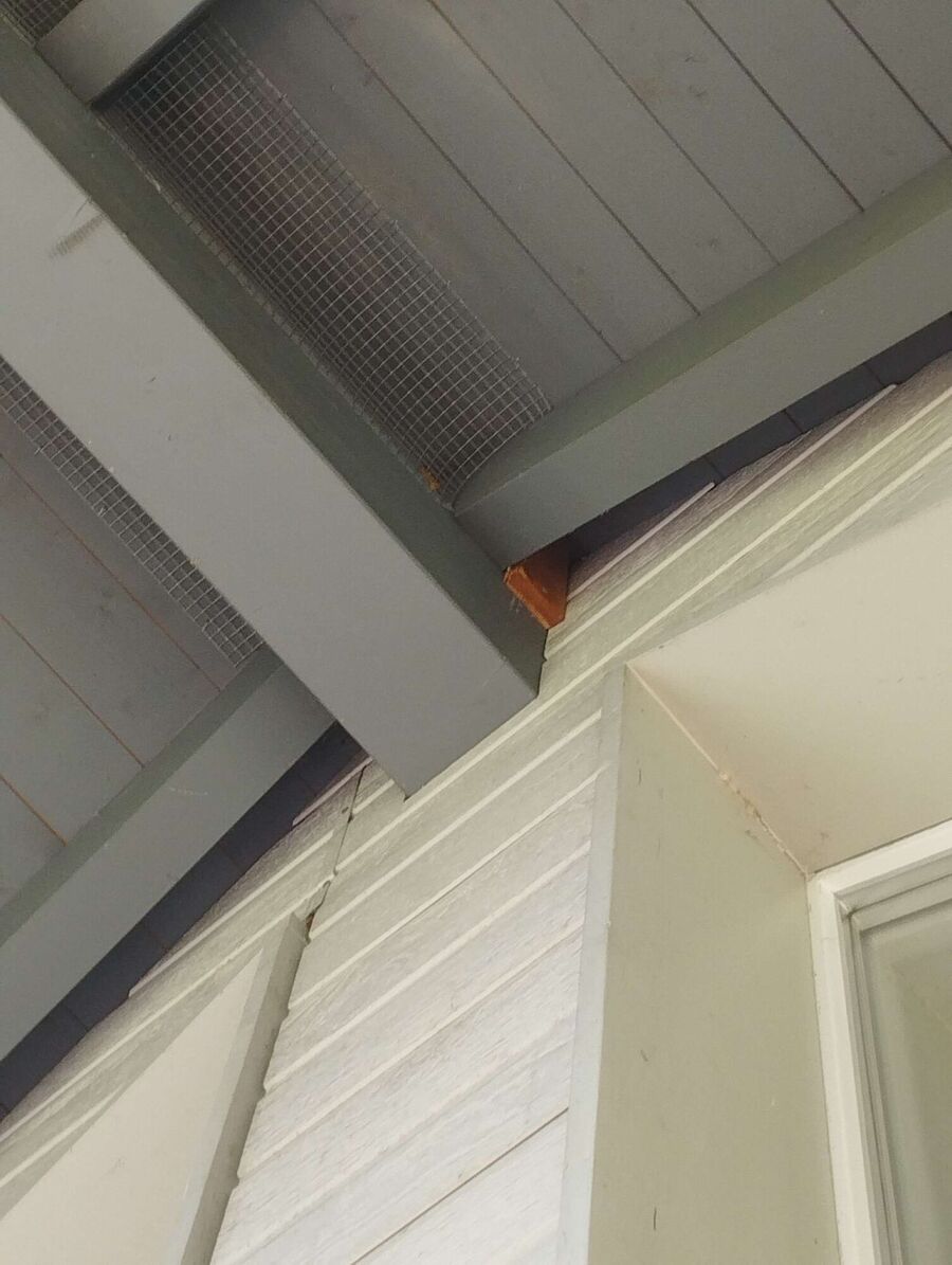 wespennest_entfernen