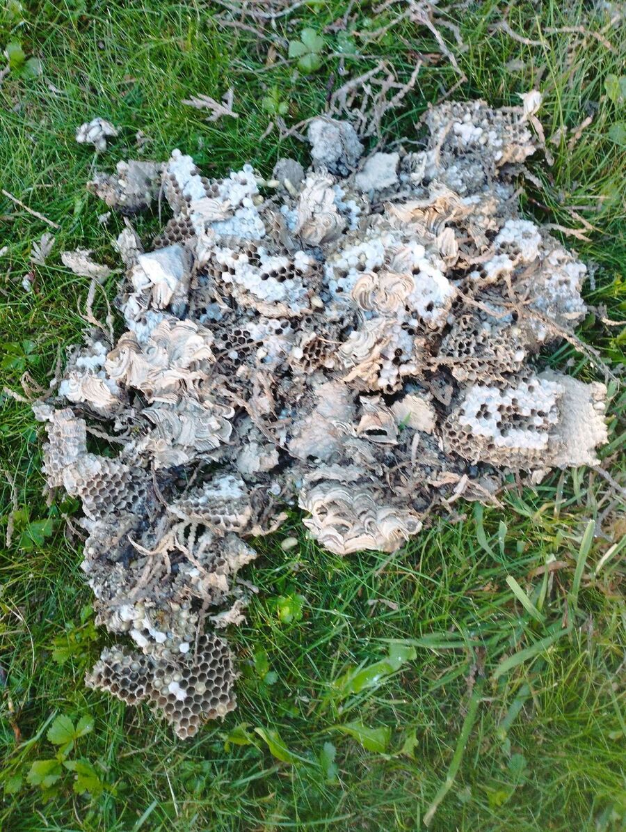 wespennest_entfernen