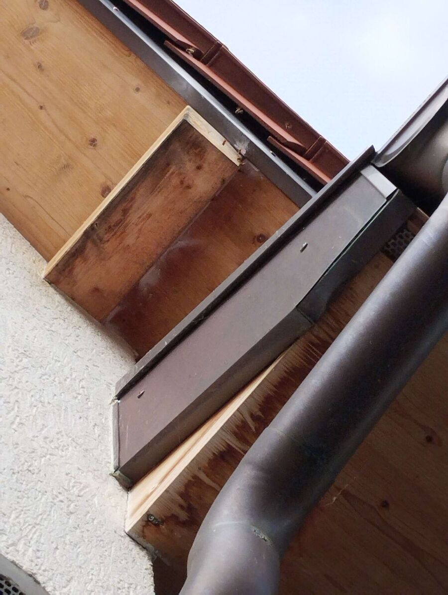 wespennest_entfernen