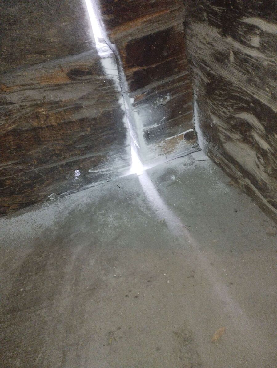 wespennest_entfernen