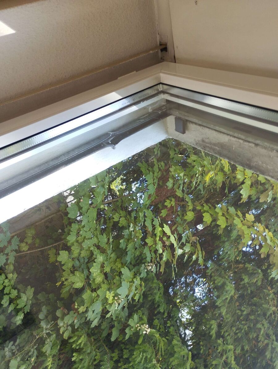 wespennest_entfernen