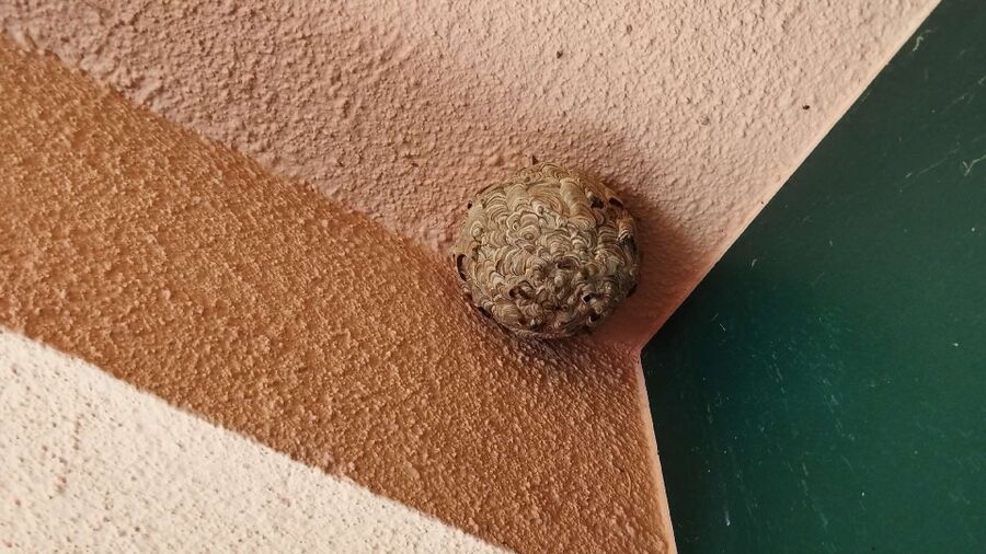 wespennest_entfernen