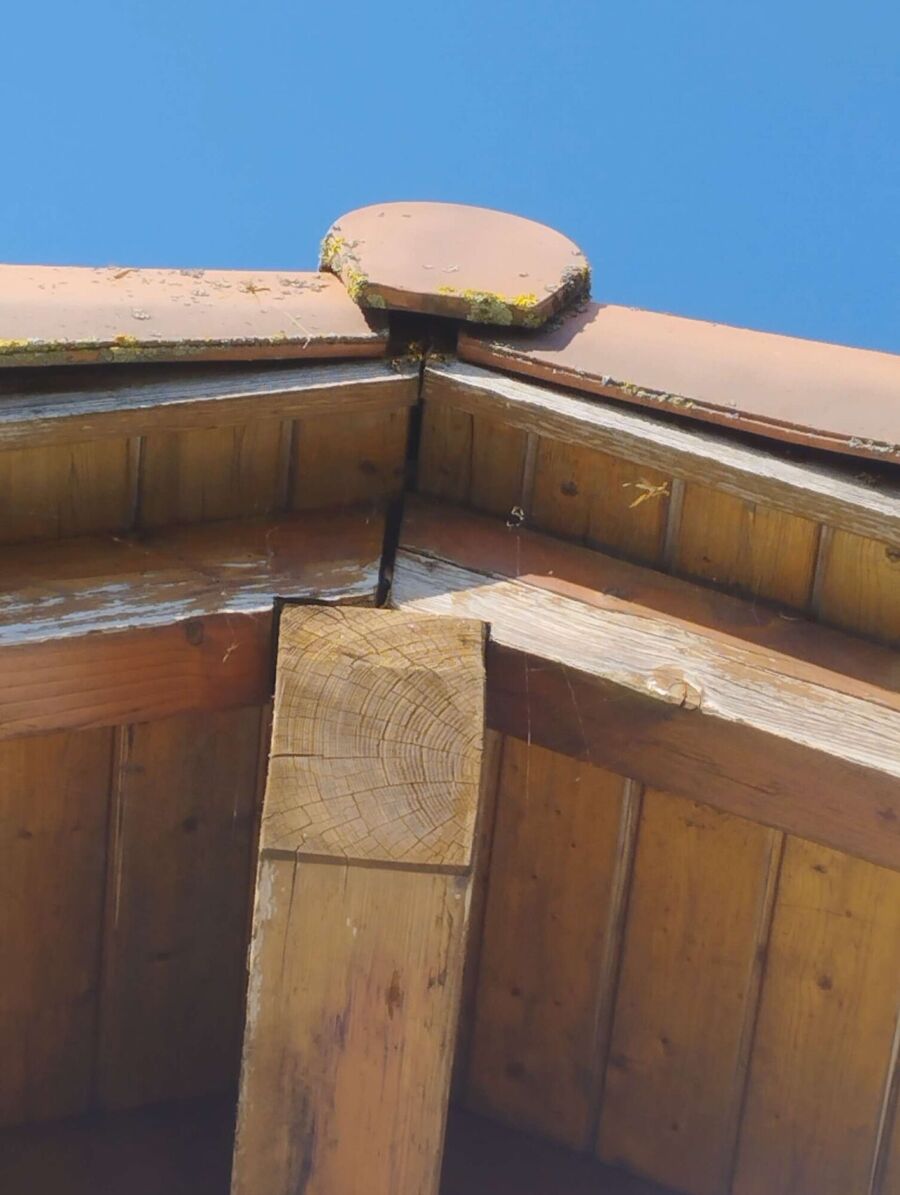 wespennest_entfernen