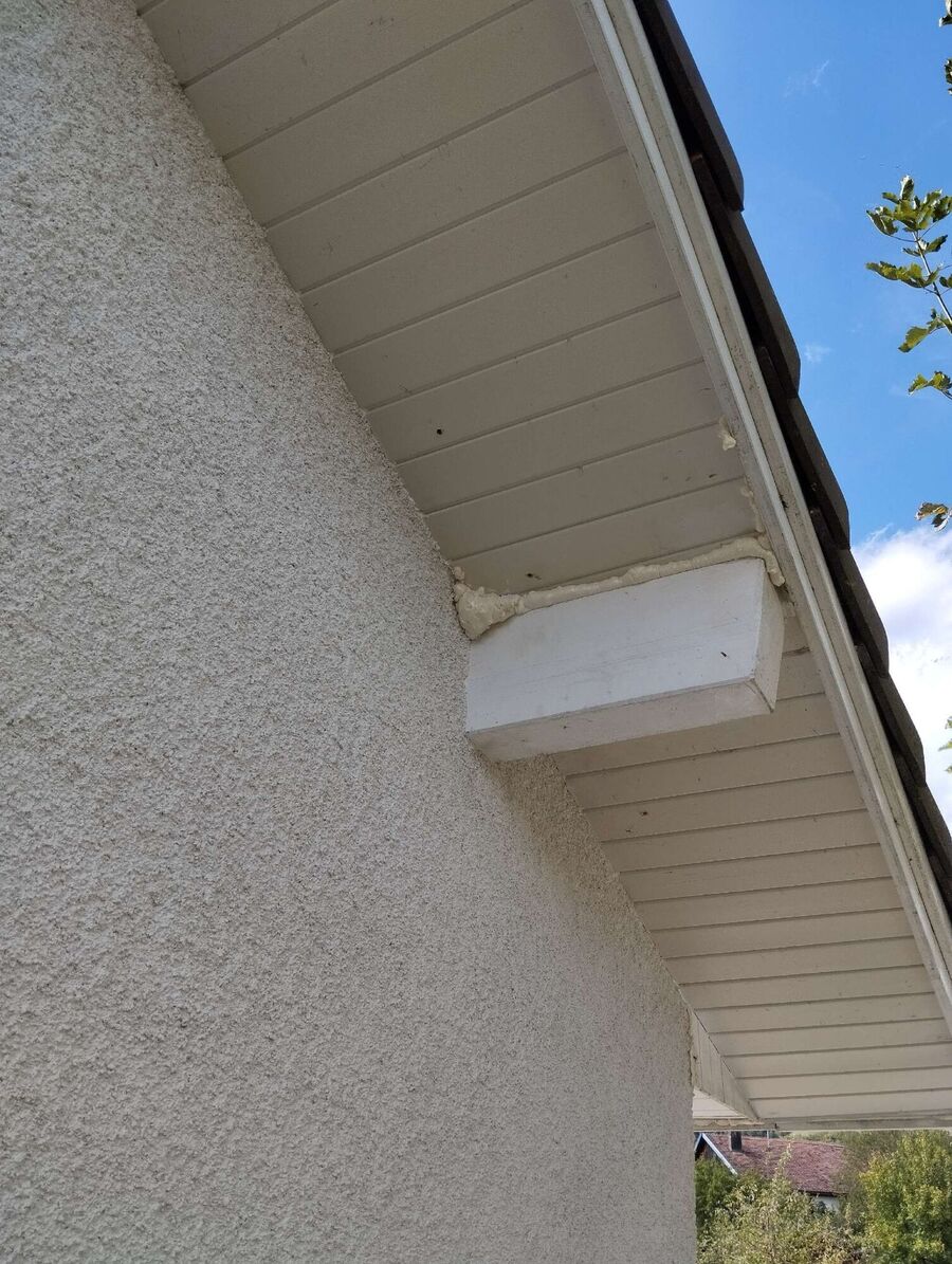 wespennest_entfernen