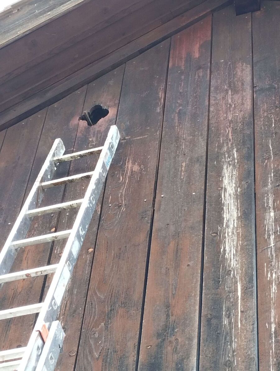 wespennest_entfernen