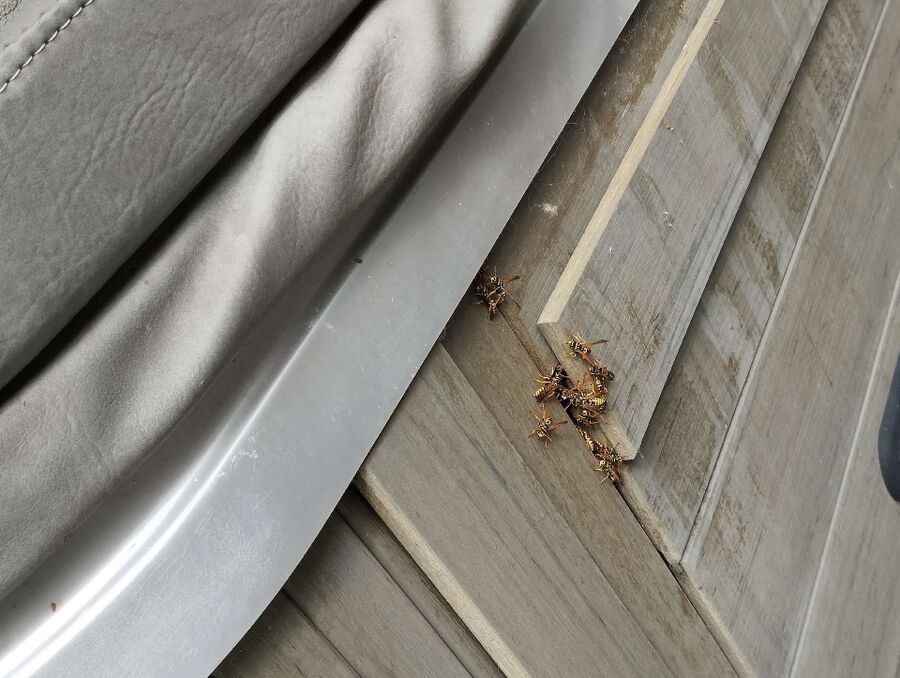 wespennest_entfernen