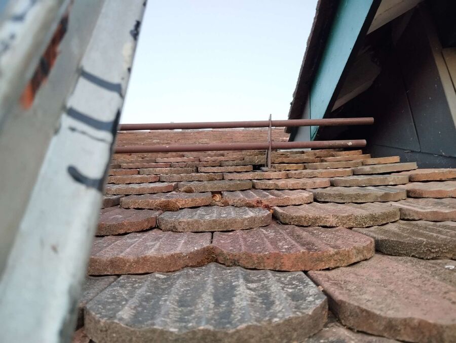 wespennest_entfernen