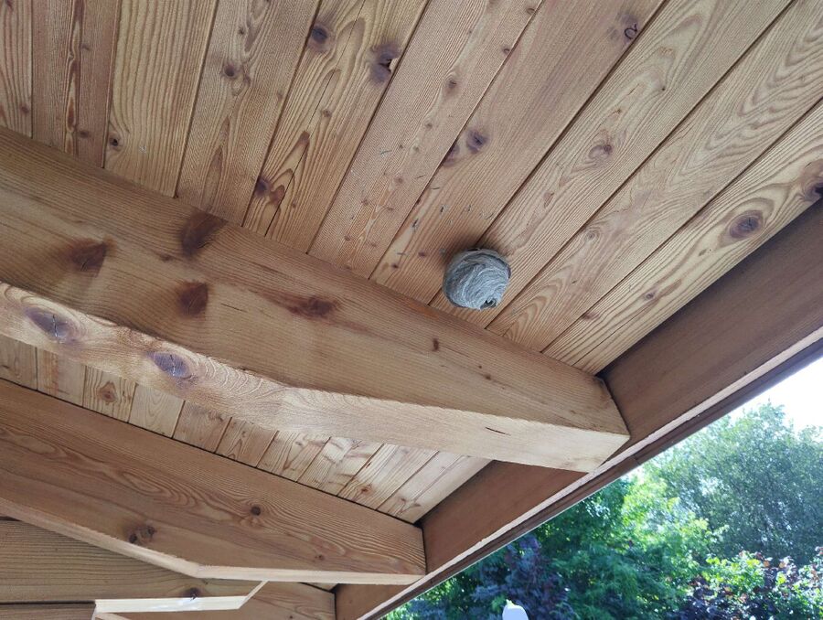 wespennest_entfernen